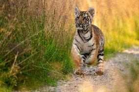 young siberian/bengal tiger,  (Panthera tigris altaica)