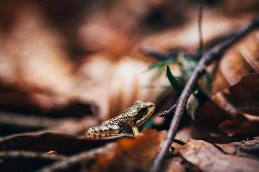 common frog (Rana temporaria)