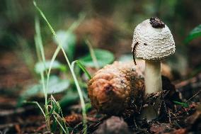 Amanita mushroom