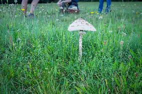 parasol mushroom, edible, Macrolepiota procera, Lepiota procera