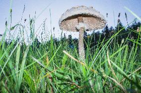 parasol mushroom, edible, Macrolepiota procera, Lepiota procera