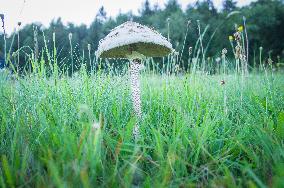 parasol mushroom, edible, Macrolepiota procera, Lepiota procera