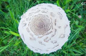 parasol mushroom, edible, Macrolepiota procera, Lepiota procera