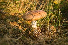 Leccinum scabrum, edible mushroom, rough-stemmed bolete, scaber stalk