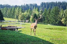 Pension Keply and Eco Farm Bilek, Red Deer