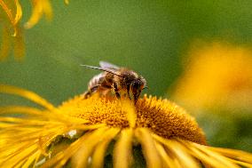 Western Honey Bee  (APIS MELLIFERA), pollen, flower