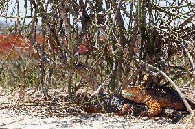 yellow galapagos land iguana on Saymour island.