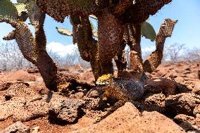 yellow galapagos land iguana on Saymour island.