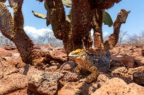 yellow galapagos land iguana on Saymour island.