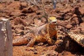 yellow galapagos land iguana on Saymour island.