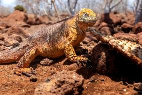 yellow galapagos land iguana on Saymour island.