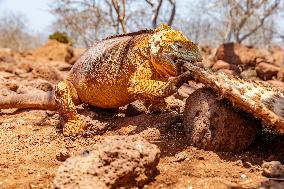 yellow galapagos land iguana on Saymour island.