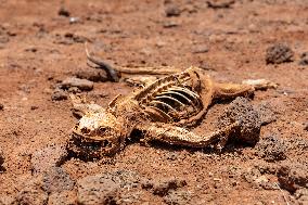 yellow galapagos land iguana on Saymour island, skeleton