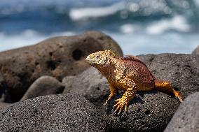 yellow galapagos land iguana on Saymour island.