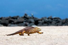 yellow galapagos land iguana on Saymour island.