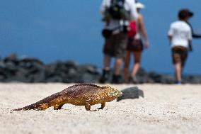 yellow galapagos land iguana on Saymour island.