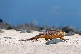 yellow galapagos land iguana on Saymour island.