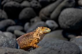 yellow galapagos land iguana on Saymour island.