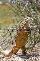 yellow galapagos land iguana on Saymour island.