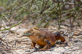 yellow galapagos land iguana on Saymour island.