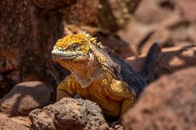 yellow galapagos land iguana on Saymour island.