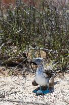 Blue-footed booby on north Seymour island of Galapagos