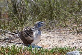 Blue-footed booby on north Seymour island of Galapagos