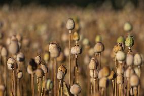opium poppy field, breadseed poppy, Papaver somniferum, seed pod, pods