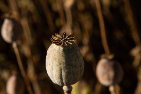 opium poppy field, breadseed poppy, Papaver somniferum, seed pod