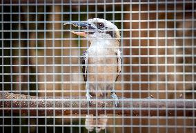 The laughing kookaburra (Dacelo novaeguineae)