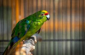 The yellow-crowned parakeet (Cyanoramphus auriceps)