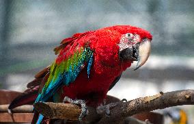 The red-and-green macaw, (Ara chloropterus)