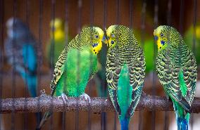 Budgerigar (Melopsittacus undulatus),