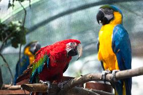 Ara ararauna (Ara ararauna), Blue-and-yellow, The red-and-green macaw,  (Ara chloropterus)