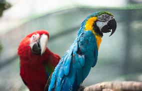 Ara ararauna (Ara ararauna), Blue-and-yellow, The red-and-green macaw,  (Ara chloropterus)
