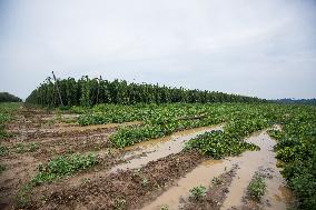 destroyed, damaged hop-fields of the Kokory agricultural cooperative