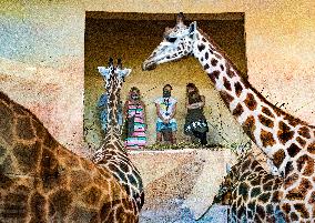 Rothschild's giraffe, Giraffa Camelopardalis Linnaeus, Prague Zoo