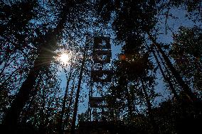 Zaltman lookout tower, forest, sun
