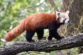 RED PANDA (AILURUS FULGENS)