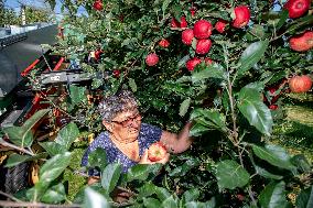 apple harvest, orchard, apples