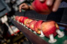 apple harvest, orchard, apples