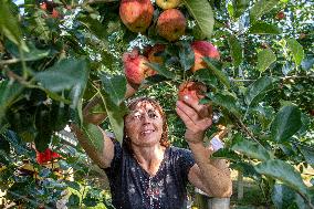 apple harvest, orchard, apples