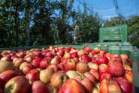 apple harvest, orchard, apples
