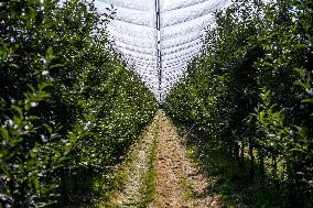 apple harvest, orchard, apples