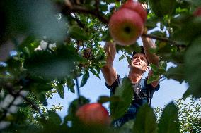 apple harvest, orchard, apples