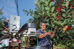 apple harvest, orchard, apples