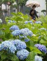 Hydrangea at central Japan park