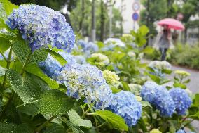 Hydrangea at central Japan park