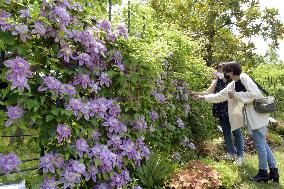 Clematis flowers at park in western Japan