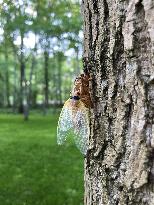 Periodical cicadas in U.S.